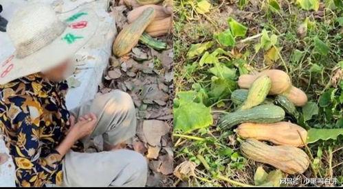 偷南瓜最新爆料视频,惊现神秘幕后黑手！