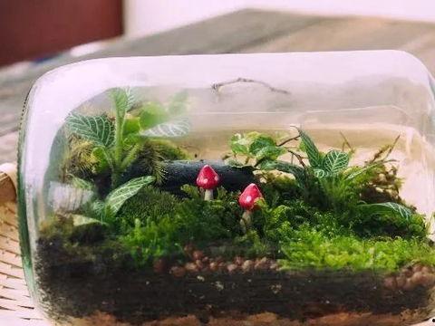 最新 植物爆料视频,神秘植物视频曝光，带你探索未知生命奥秘